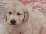 7 chiots Golden Retriever LOF nés en mai 2026 à vendre