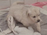 7 chiots Golden Retriever LOF nés en mai 2026 à vendre
