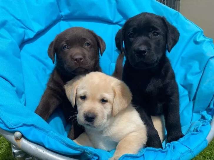 Portée de 8 chiots mâles Labrador LOF nés en mai 2026 à vendre