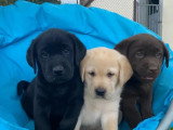 Portée de 8 chiots mâles Labrador LOF nés en mai 2026 à vendre