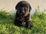 Portée de 8 chiots mâles Labrador LOF nés en mai 2026 à vendre