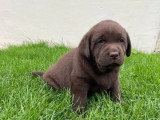 Portée de 8 chiots mâles Labrador LOF nés en mai 2026 à vendre