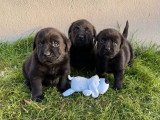 Portée de 8 chiots mâles Labrador LOF nés en mai 2026 à vendre