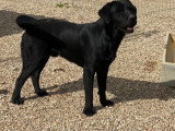Portée de 8 chiots mâles Labrador LOF nés en mai 2026 à vendre