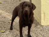 Portée de 8 chiots mâles Labrador LOF nés en mai 2026 à vendre