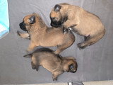 Chiots Berger Belge Malinois LOF à vendre