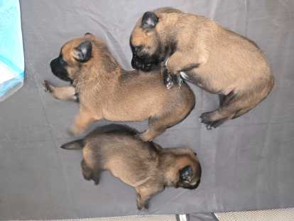 Chiots Berger Belge Malinois LOF à vendre