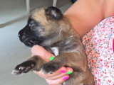 Chiots Berger Belge Malinois LOF à vendre