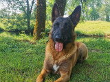 Chiots Berger Belge Malinois LOF à vendre