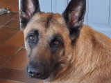Chiots Berger Belge Malinois LOF à vendre