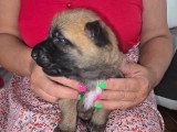 Chiots Berger Belge Malinois LOF à vendre