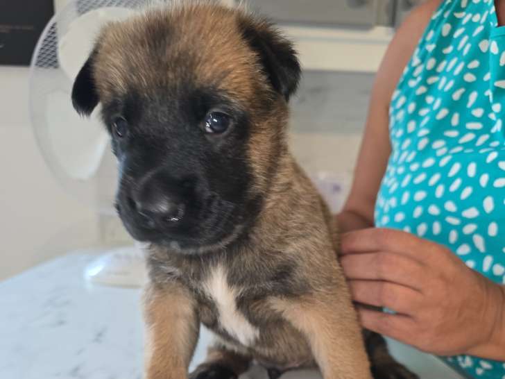 Chiots Berger Belge Malinois LOF à vendre