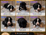 6 chiots Border Collie non LOF nés en juin 2026 en vente