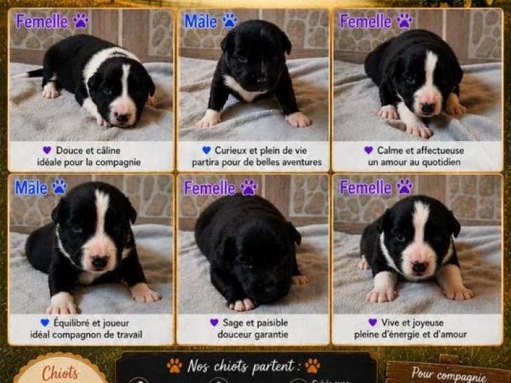 6 chiots Border Collie non LOF nés en juin 2026 en vente