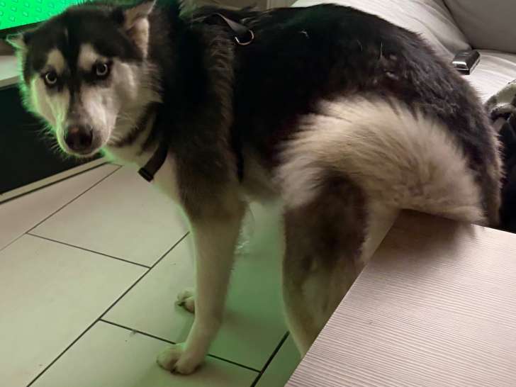 Jeune femelle Husky Sibérien à vendre
