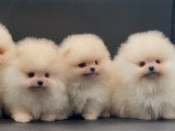 Chiots Spitz Nains Pomeraniens