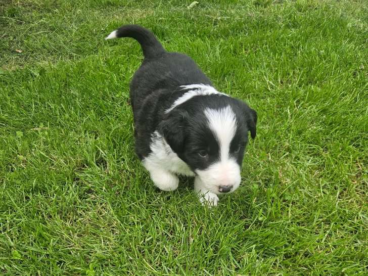 Chiot mâle Border Collie à vendre