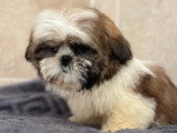 Chiot Shih Tzu mâle non LOF né en avril 2026 disponible en vente