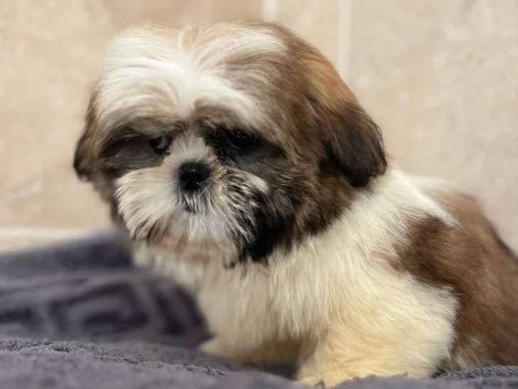 Chiot Shih Tzu mâle non LOF né en avril 2026 disponible en vente