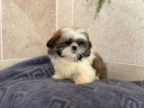Chiot Shih Tzu mâle non LOF né en avril 2026 disponible en vente