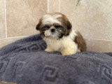 Chiot Shih Tzu mâle non LOF né en avril 2026 disponible en vente