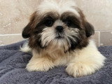 Chiot Shih Tzu mâle non LOF né en avril 2026 disponible en vente