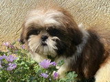 Chiot Shih Tzu mâle non LOF né en avril 2026 disponible en vente