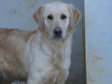 Chienne Golden Retriever LOF à vendre née en 2022