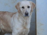Chienne Golden Retriever LOF à vendre née en 2022