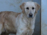 Chienne Golden Retriever LOF à vendre née en 2022