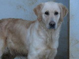 Chienne Golden Retriever LOF à vendre née en 2022