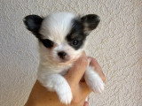 4 chiots Chihuahua poil long non LOF nés en mai 2026 à vendre
