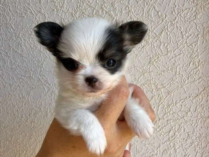 4 chiots Chihuahua poil long non LOF nés en mai 2026 à vendre