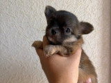 4 chiots Chihuahua poil long non LOF nés en mai 2026 à vendre