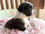 4 chiots Chihuahua poil long non LOF nés en mai 2026 à vendre