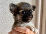 4 chiots Chihuahua poil long non LOF nés en mai 2026 à vendre