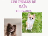 4 chiots Chihuahua poil long non LOF nés en mai 2026 à vendre