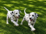 4 chiots Dalmatiens mâles LOF nés en avril 2026 à vendre