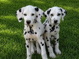 4 chiots Dalmatiens mâles LOF nés en avril 2026 à vendre