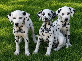 4 chiots Dalmatiens mâles LOF nés en avril 2026 à vendre