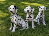 4 chiots Dalmatiens mâles LOF nés en avril 2026 à vendre