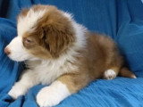 Chiot mâle Berger Australien roux non LOF né en avril 2026 à vendre