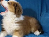 Chiot mâle Berger Australien roux non LOF né en avril 2026 à vendre