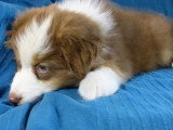 Chiot mâle Berger Australien roux non LOF né en avril 2026 à vendre