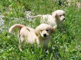 2 chiots Golden Retriever LOF nés en avril 2026 à vendre