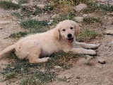 2 chiots Golden Retriever LOF nés en avril 2026 à vendre