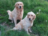 2 chiots Golden Retriever LOF nés en avril 2026 à vendre