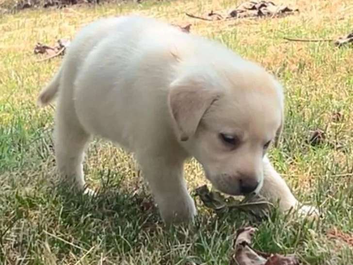 4 Labradors sable à vendre LOF nés en mars 2026