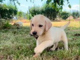 4 Labradors sable à vendre LOF nés en mars 2026