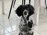 Paao, Épagneul BReton à adopter en association